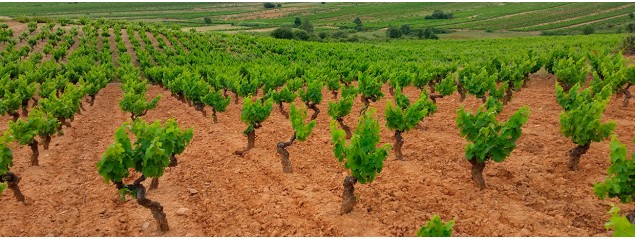 D.O. Bierzo